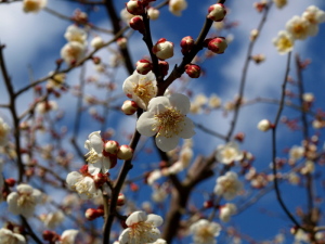 青空に咲く梅花（５）