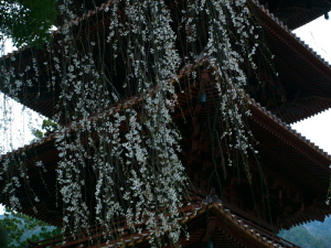 身延山・久遠寺に完成した五重塔と競うように咲いていた桜です。