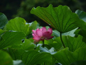 浄土の池に咲いていた花