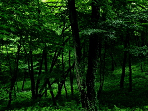 或る夏の日の森'09
