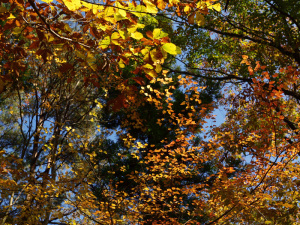 木立の中の秋色
