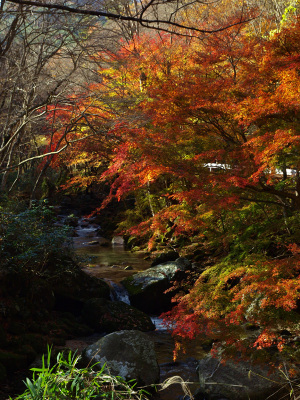 渓谷の秋模様
