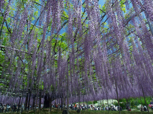 クリックすると拡大できます → ◎青空の下に垂れる花房