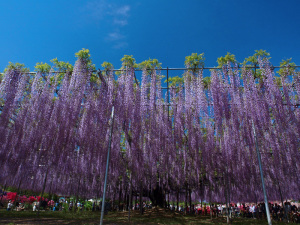 クリックすると拡大できます → ◎青空下に枝を張る大藤