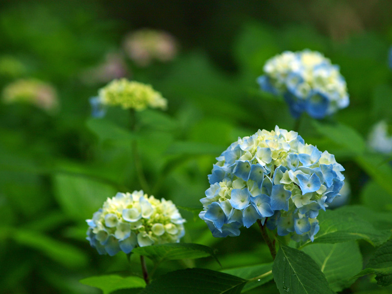 クリックすると拡大できます → ◎水戸・保和苑の紫陽花