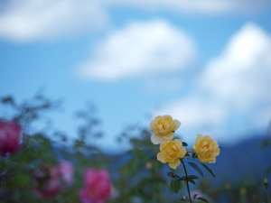 クリックすると拡大できます → ◎秋薔薇2010