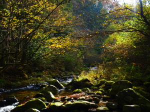 クリックすると拡大できます →◎花園渓谷・秋の黄昏