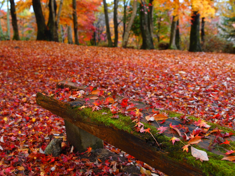 クリックすると拡大できます → ◎紅葉の絨毯