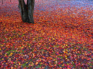 クリックすると拡大できます → ◎紅い落葉の絨毯