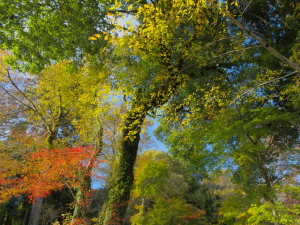 クリックすると拡大できます！→◎もみじ寺・秋色模様