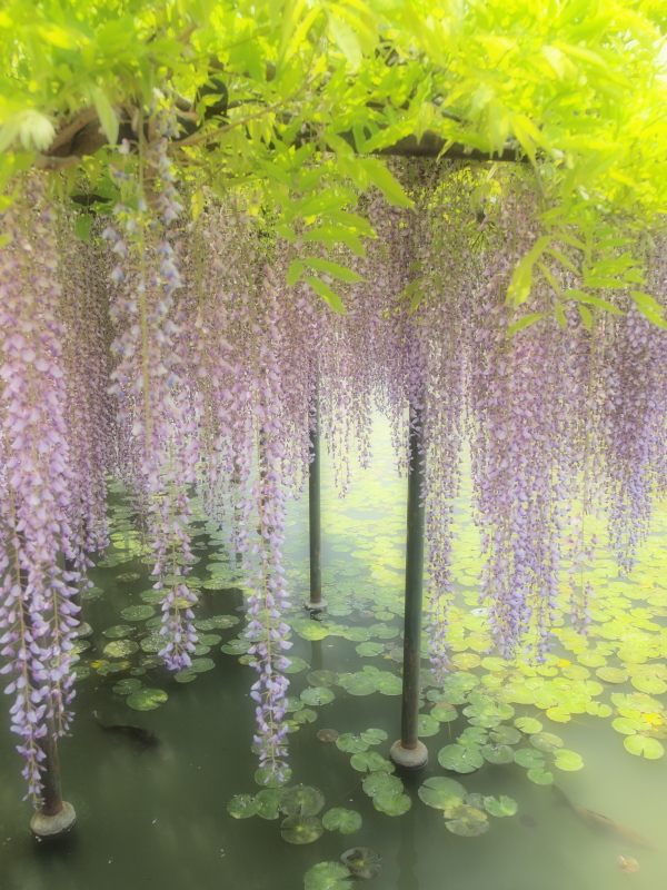 クリックすると拡大できます→◎池の上の藤棚