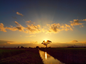 クリックすると拡大できます→◎七夕の日の大楠と夕景 2012.07.07