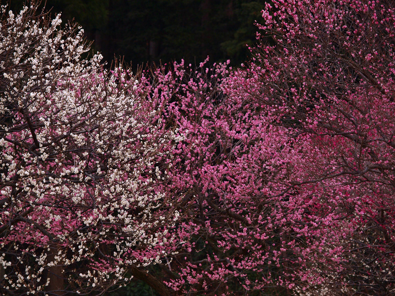 クリックすると拡大できます → ◎花曇り日の花