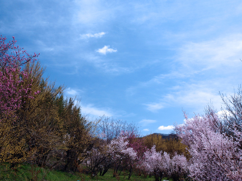 クリックすると拡大できます → ◎◎青空に煌めいて！