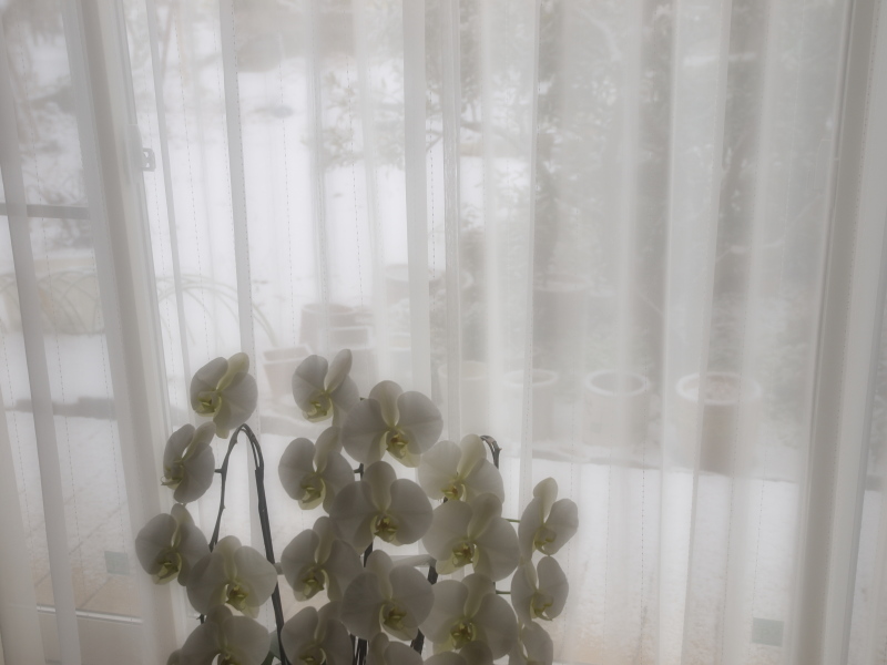 クリックすると拡大できます→◎初雪